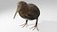 3D model Kiwi bird Obj and Blend