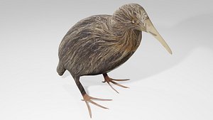 3D model Kiwi bird Obj and Blend