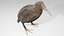 3D model Kiwi bird Obj and Blend