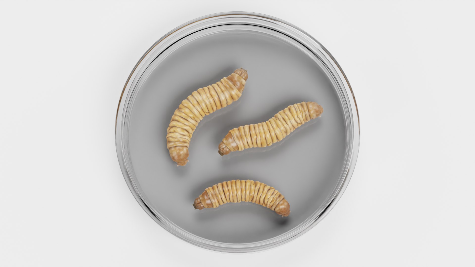 Petri Dish with Worms 3D model https://p.turbosquid.com/ts-thumb/bG/KPwDai/Pq/petridishwithwormsc/png/1693399661/1920x1080/fit_q87/9eaab4dfc7e63538ec3dfbda8d6e6afe92944748/petridishwithwormsc.jpg