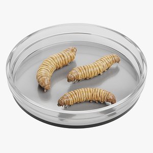 Petri Dish with Worms