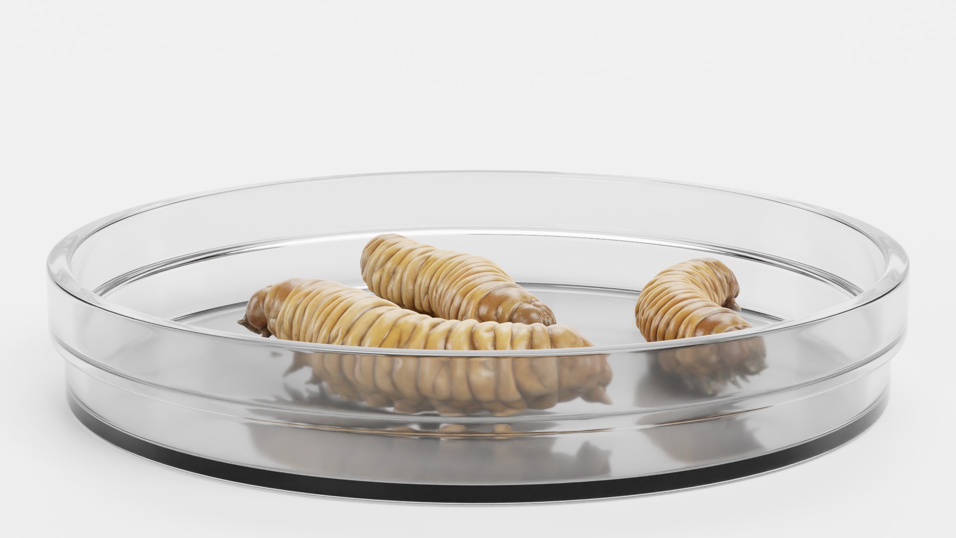 Petri Dish with Worms 3D model https://p.turbosquid.com/ts-thumb/bG/KPwDai/pH/petridishwithwormsh/png/1693399666/1920x1080/fit_q87/2f9b9c630d2d583b7cb4775486ea8383e54126d9/petridishwithwormsh.jpg