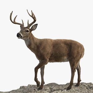 Deer Rigged model