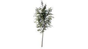 Low-Poly Dense Birch Tree - Game Ready PBR