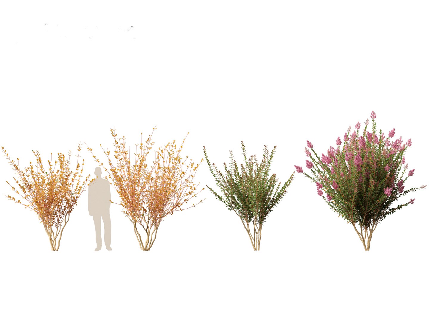 Lagerstroemia indica - Crepe Myrtle model https://p.turbosquid.com/ts-thumb/bG/SUf41a/11/lagerstroemiaindica015/jpg/1698932781/1920x1080/fit_q87/71d0c3680fdd13063540317ce36278512e29ab63/lagerstroemiaindica015.jpg