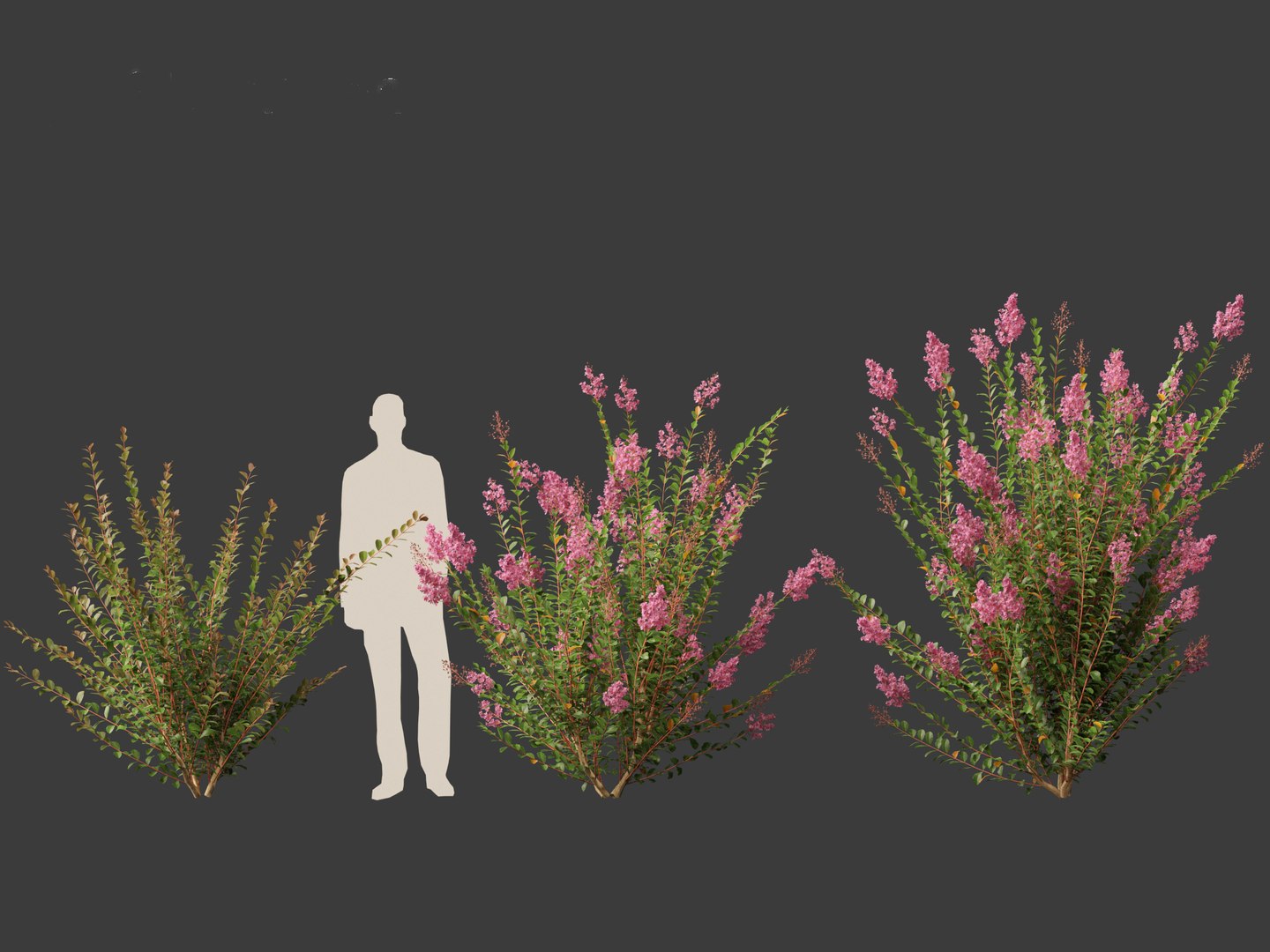Lagerstroemia indica - Crepe Myrtle model https://p.turbosquid.com/ts-thumb/bG/SUf41a/Sk/lagerstroemiaindica014/jpg/1698932781/1920x1080/fit_q87/3ee899f80b9ef5272377b2e606e556101522309d/lagerstroemiaindica014.jpg