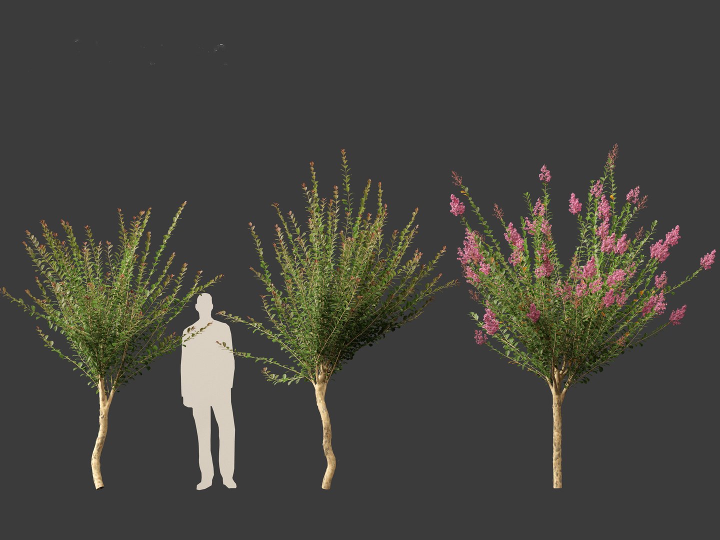 Lagerstroemia indica - Crepe Myrtle model https://p.turbosquid.com/ts-thumb/bG/SUf41a/VK/lagerstroemiaindica018/jpg/1698932786/1920x1080/fit_q87/922a1a934fdde5c6b5ce90f2884fff209071fa59/lagerstroemiaindica018.jpg