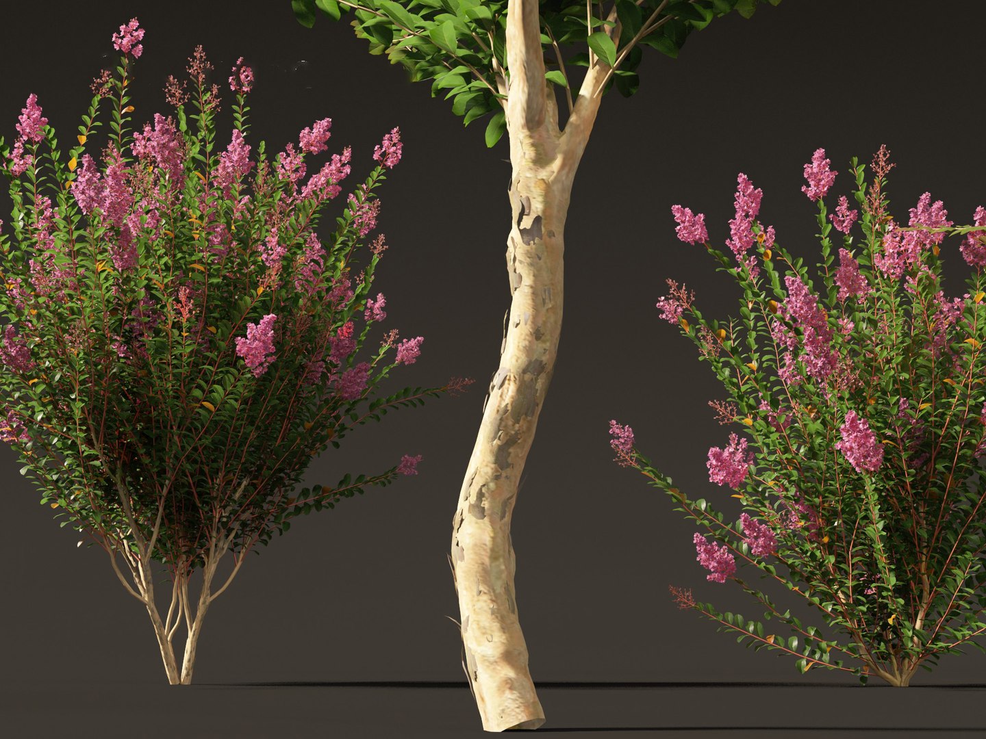 Lagerstroemia indica - Crepe Myrtle model https://p.turbosquid.com/ts-thumb/bG/SUf41a/YD/lagerstroemiaindica0110/jpg/1698932791/1920x1080/fit_q87/4fc8a07b29c6bf59f54163fe14e761226f97beb2/lagerstroemiaindica0110.jpg