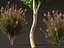 Lagerstroemia indica — креп-мирт