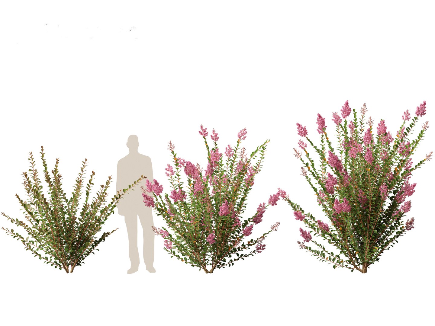 Lagerstroemia indica - Crepe Myrtle model https://p.turbosquid.com/ts-thumb/bG/SUf41a/ni/lagerstroemiaindica013/jpg/1698932778/1920x1080/fit_q87/a2c8cdcd5167461798dd3f8cb5a35b144c24bbd3/lagerstroemiaindica013.jpg