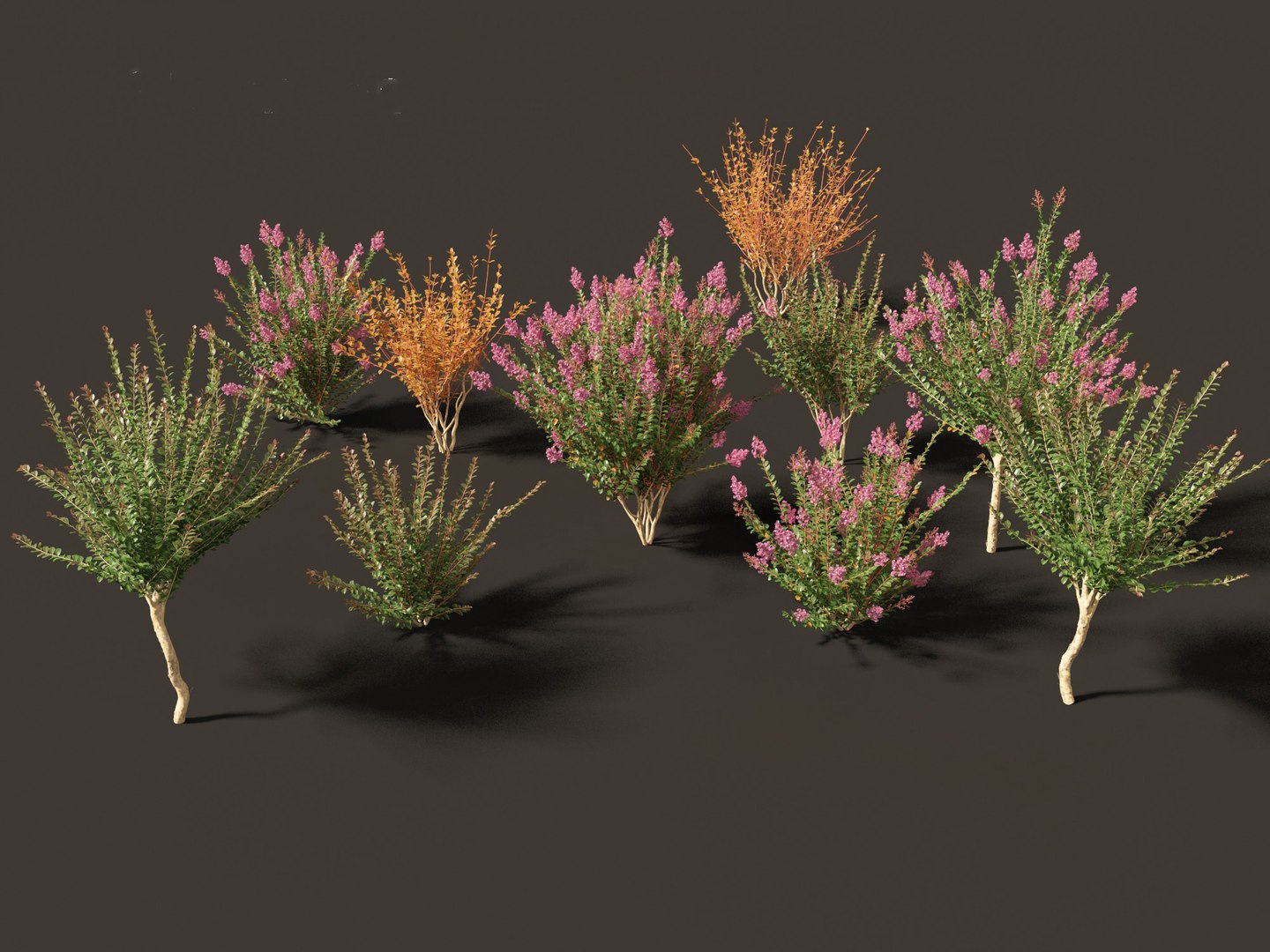 Lagerstroemia indica - Crepe Myrtle model https://p.turbosquid.com/ts-thumb/bG/SUf41a/sA/lagerstroemiaindica019/jpg/1698932787/1920x1080/fit_q87/640d3353797900e9399054572a9dc0a36acdf0bb/lagerstroemiaindica019.jpg