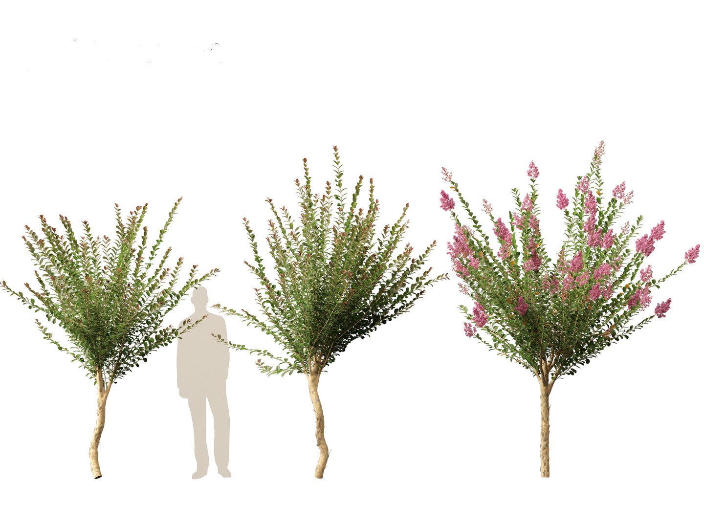 Lagerstroemia indica - Crepe Myrtle model https://p.turbosquid.com/ts-thumb/bG/SUf41a/y5/lagerstroemiaindica017/jpg/1698932784/1920x1080/fit_q87/86c2b81f09b0cf251a1005ceec9eb7472511b7ad/lagerstroemiaindica017.jpg