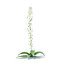 3D wild plants