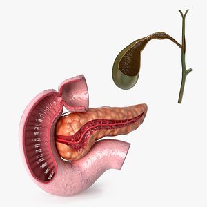 3D Internal Anatomy Cut Collection model