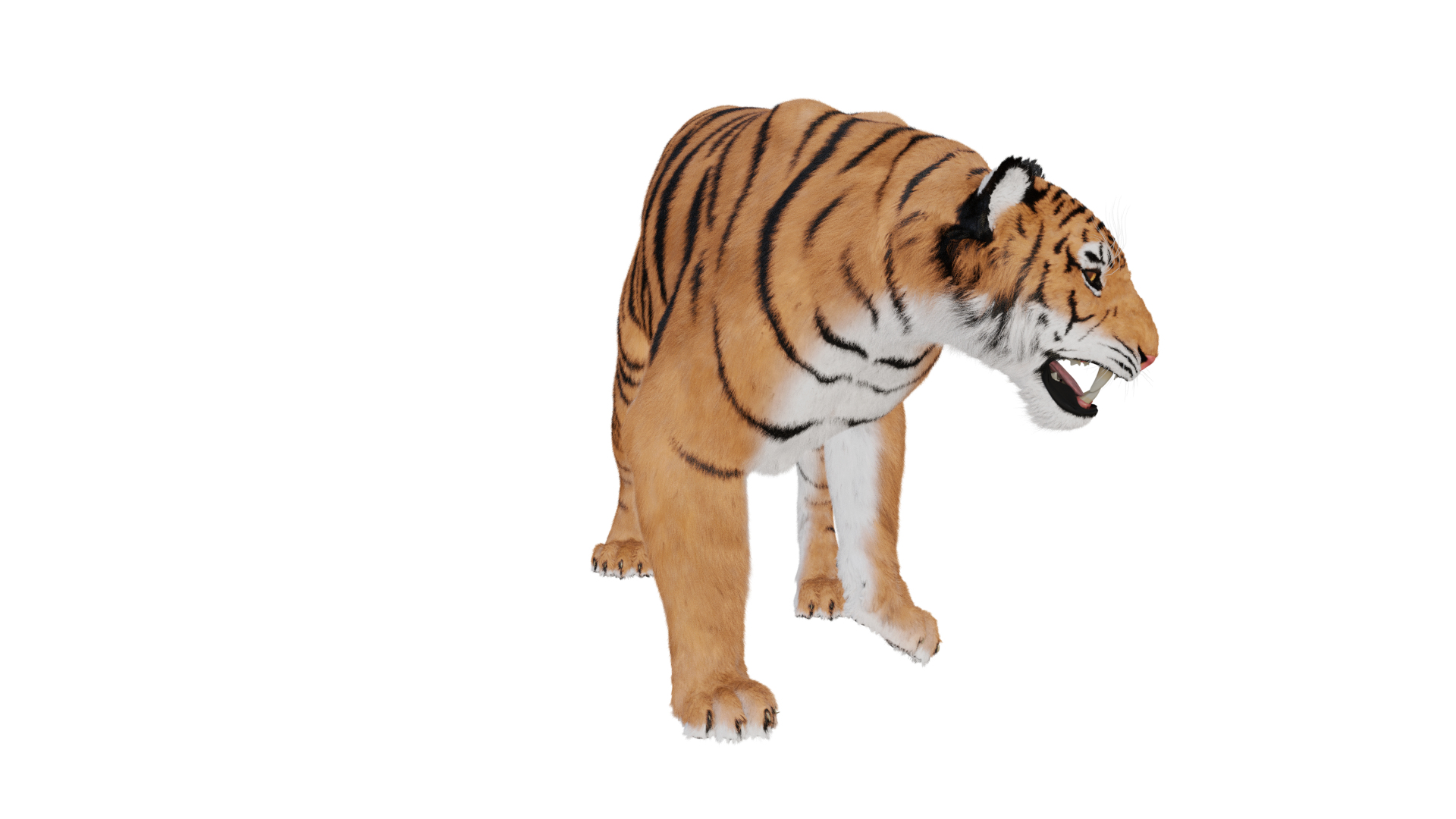 TIGER 3D model https://p.turbosquid.com/ts-thumb/bG/YN5x4Z/6L/image/png/1748759045/1920x1080/turn_fit_q99/6e9a41563040536c44629055100c95176439d484/image-1.jpg