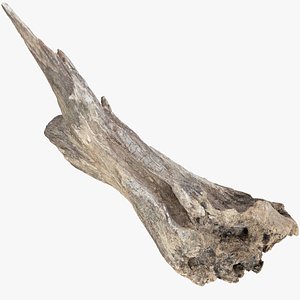 Dead Tree Root 3D Scan in highpoly 3D model