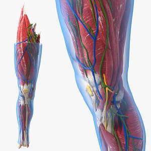 Knee Human Anatomy