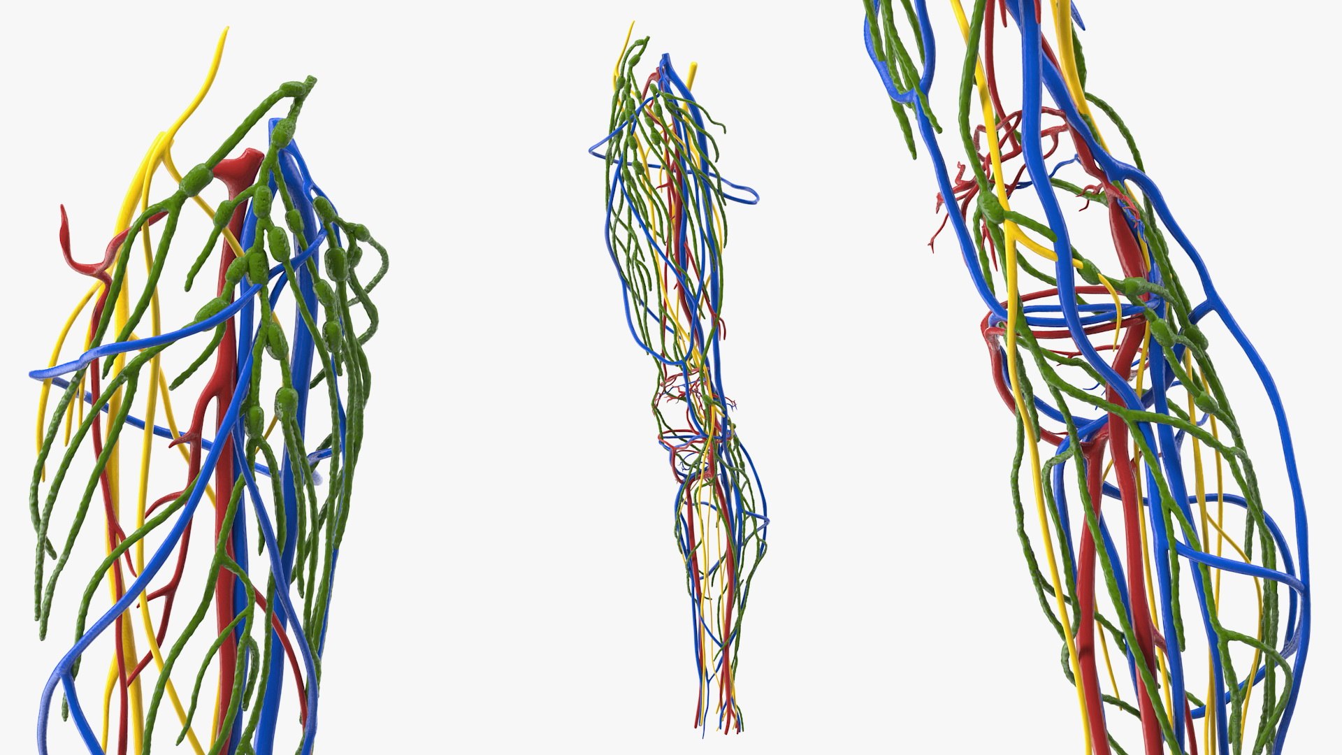 3D knee human anatomy model - TurboSquid 1619906