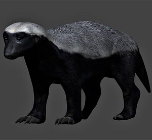 Low Poly Realistic rigged honey badger