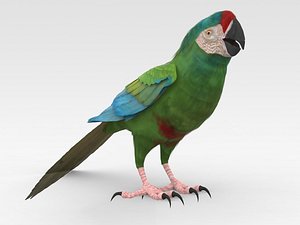 Blue winged Macaw 3D model