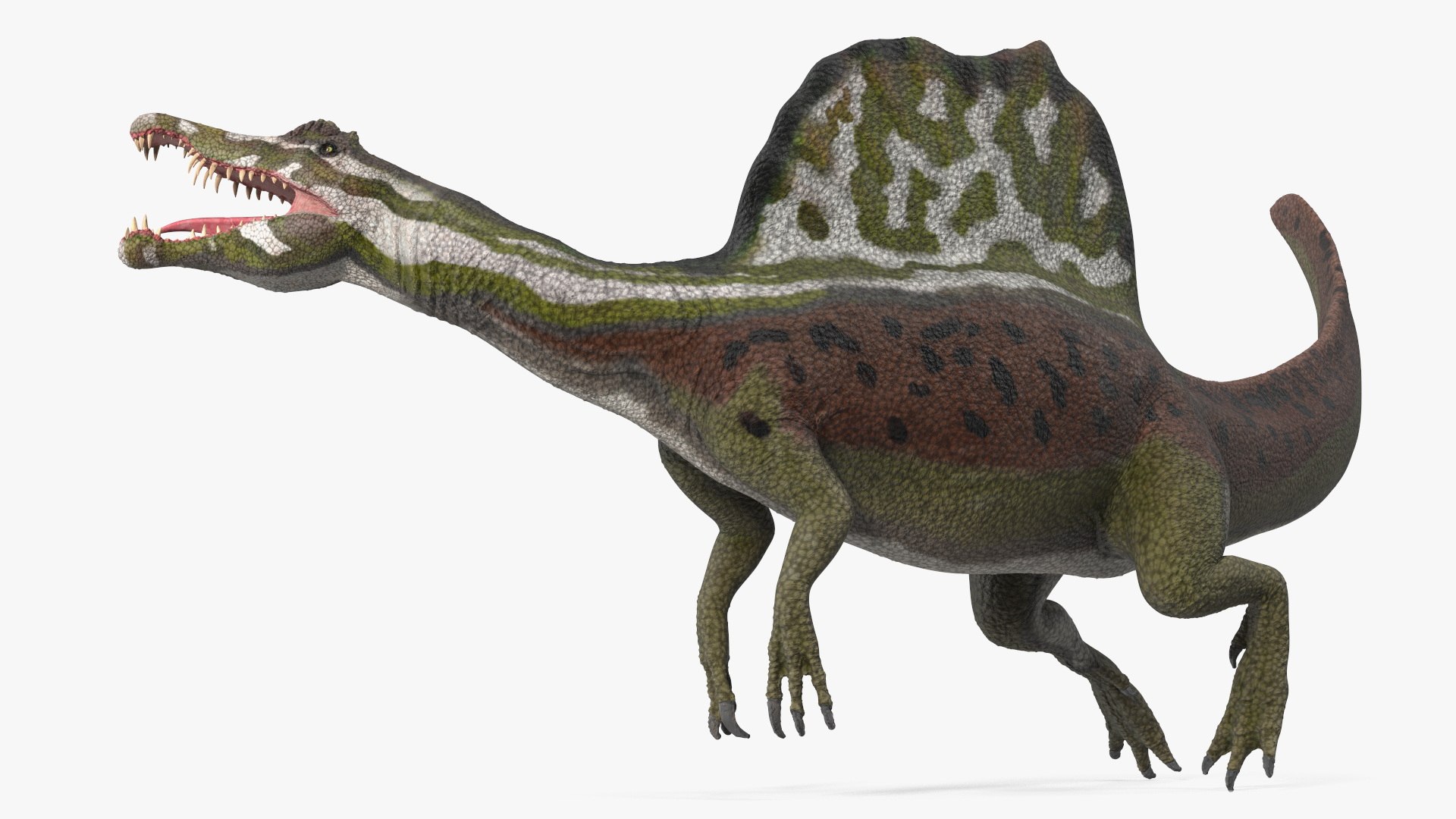 Dinosaur Spinosaurus Green Swimming Pose 3D model preview