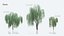 3D weeping willow trees nature