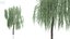 3D weeping willow trees nature