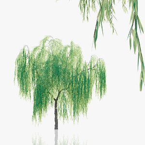 Weeping Willow