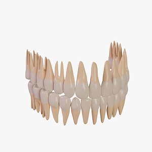 Human teeth 3D model