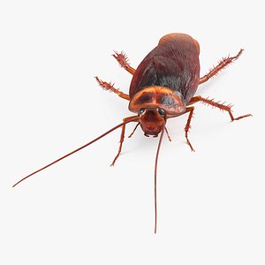 Animated Cockroach Creeps Rigged