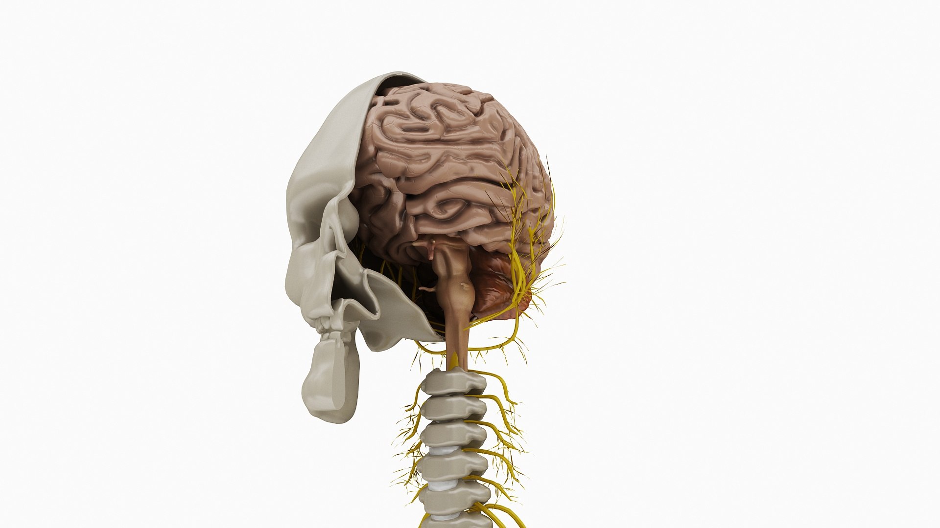 Nervous Anatomy Nerves 3D Model - TurboSquid 1469617