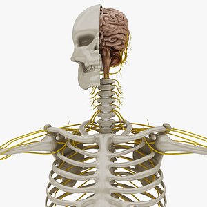 Nervous System and Skeletal System