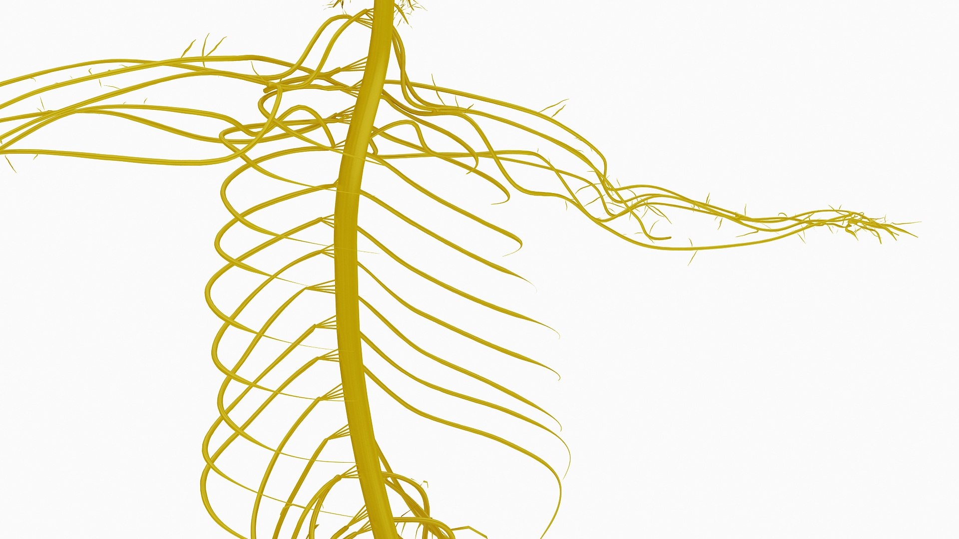 Nervous Anatomy Nerves 3D Model - TurboSquid 1469617