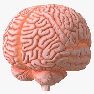 Human Brain Plastic Model with Light 3D model