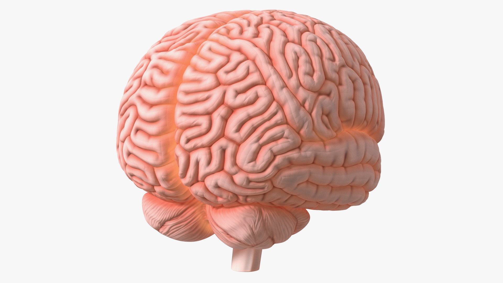 Human Brain Plastic Model with Light 3D model preview