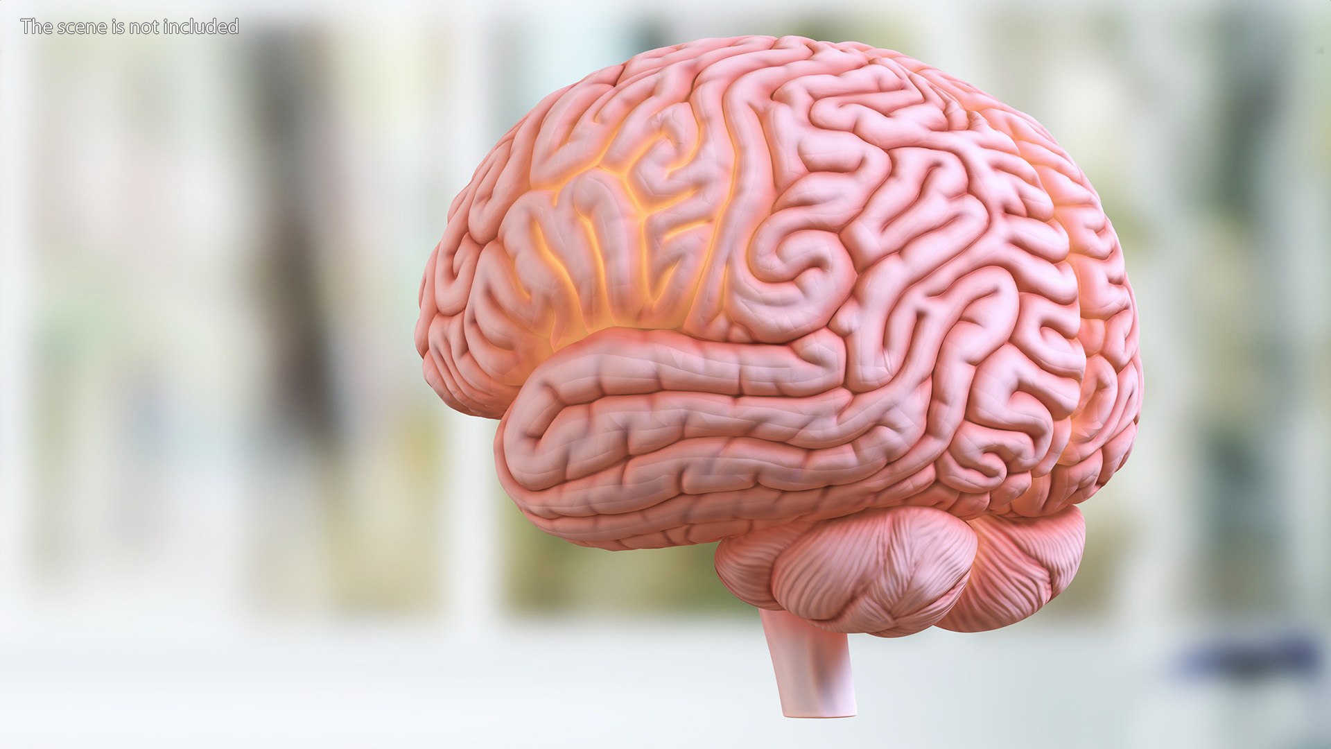 Human Brain Plastic Model With Light 3D Model - TurboSquid 2270133