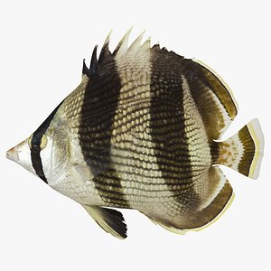 3d banded butterflyfish model