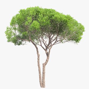 Stone pine 08