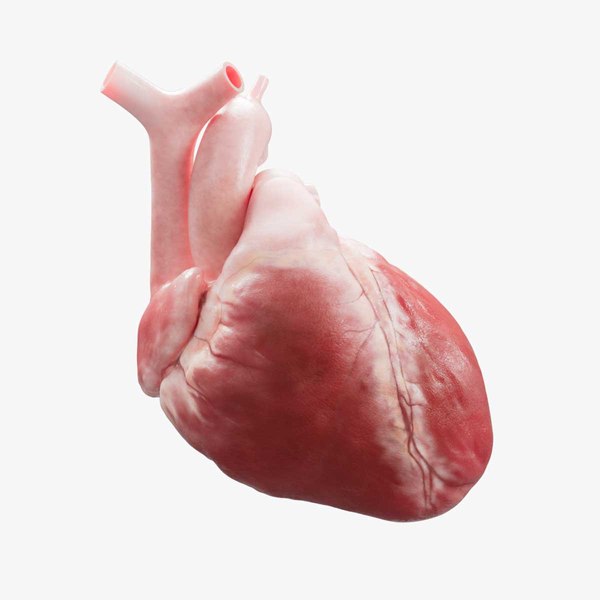 3D модель Человеческое сердце - TurboSquid 2185931