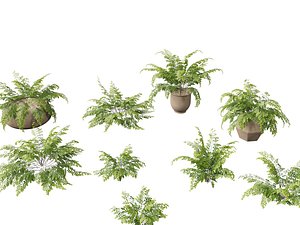 Adiantum aethiopicum - Common maidenhair 3D