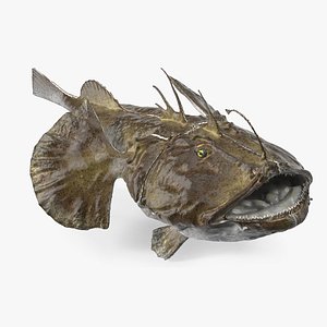 Angler Rigged for Maya 3D model