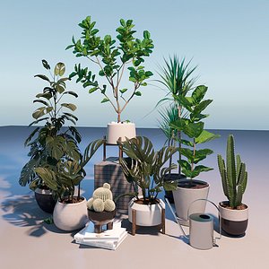 Potted Plants