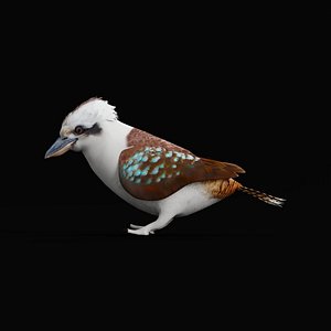 Kookaburras Bird