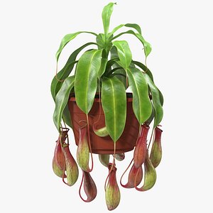 3D model tropical pitcher plant pot