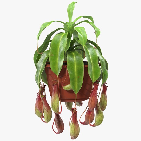 tropicalpitcherplantinpotc4dmodel000.jpg