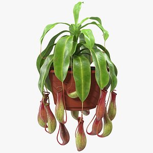 Tropical Pitcher Plant in Pot