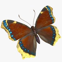 Mourning Cloak