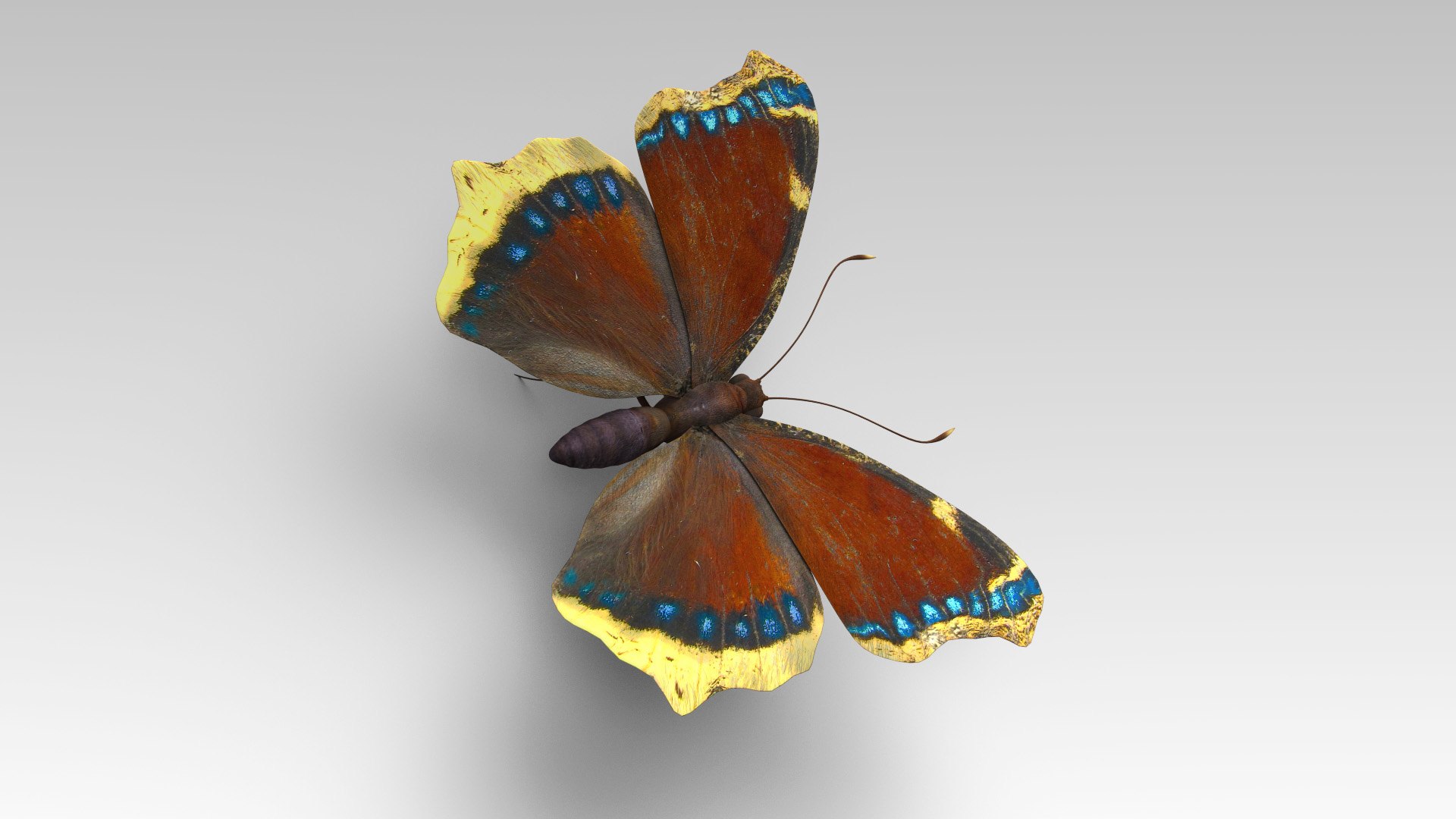 3D mourning cloak https://p.turbosquid.com/ts-thumb/bI/8sTmcL/BE/butterfly_4/jpg/1611727447/1920x1080/fit_q87/9a2cb98a9f7ddf353eafd94cbd512efd02f5aace/butterfly_4.jpg