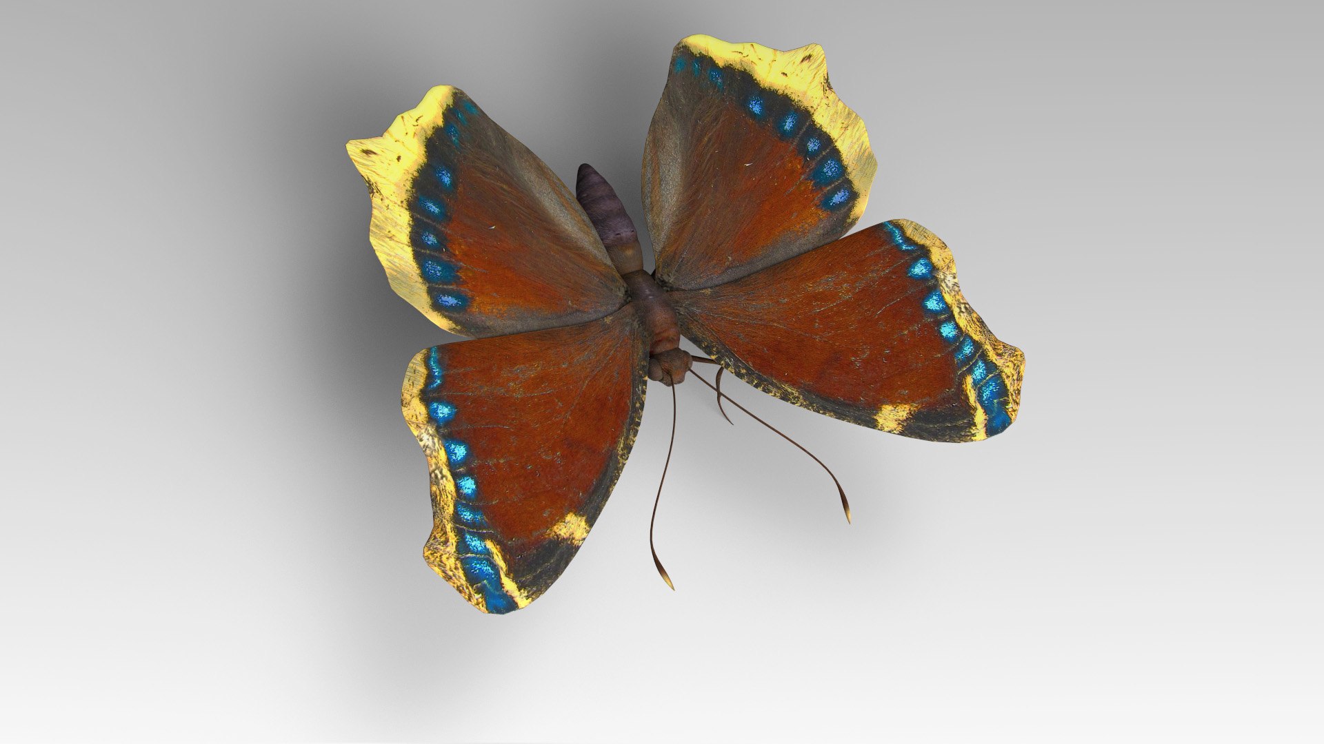 3D mourning cloak https://p.turbosquid.com/ts-thumb/bI/8sTmcL/RP/butterfly_3/jpg/1611727431/1920x1080/fit_q87/497f09a882abfaddd9cfeabe37c8bd7fbd94efee/butterfly_3.jpg
