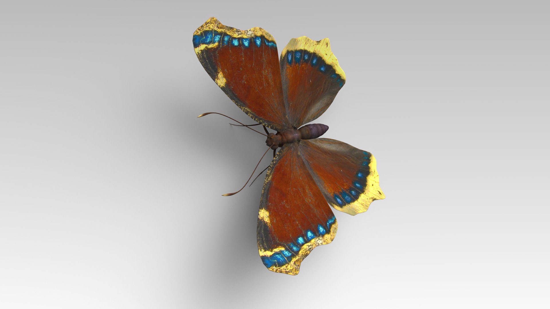 3D mourning cloak https://p.turbosquid.com/ts-thumb/bI/8sTmcL/dA/butterfly_2/jpg/1611727428/1920x1080/fit_q87/33ffe6282bb9855a449dbc80a16c3d994dc03e48/butterfly_2.jpg